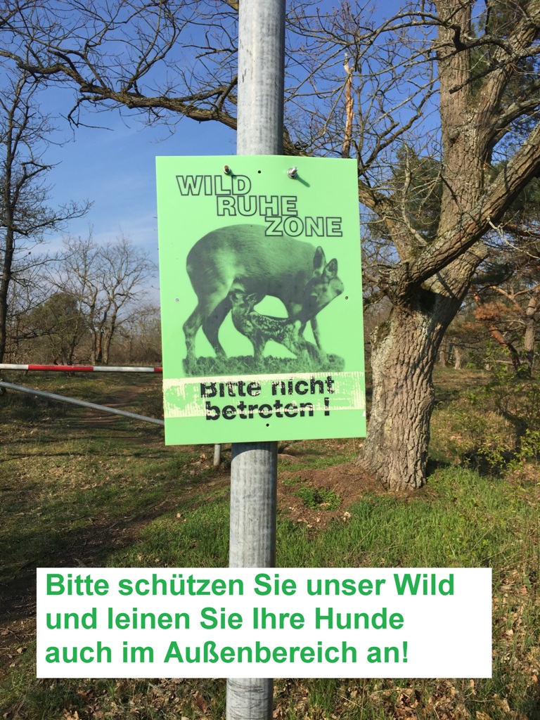 Das Reh ist das Wildtier des Jahres 2019.