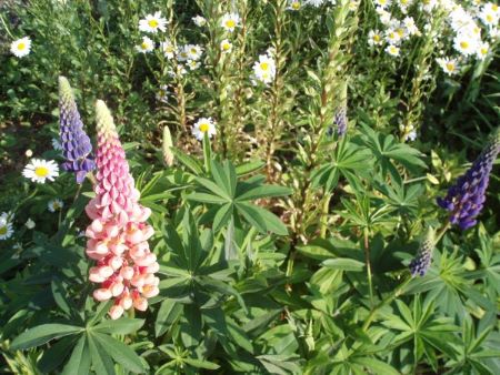 Das Büro der Ortsgemeinde Wöllstein macht Sommerpause