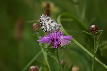 Rundgang an der Blühwiese